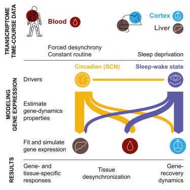 Model integration of circadian- and sleep-wake-driven contributions to rhythmic gene expression reveals distinct regulatory principles