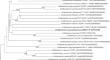 Undibacterium cyanobacteriorum sp. nov., an auxin-producing bacterium isolated from fresh water during cyanobacterial bloom period.