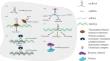 Interaction of Long Non-Coding RNAs and MicroRNAs on Human Papillomavirus and Epstein–Barr Virus-Associated Cancers: A Narrative Review