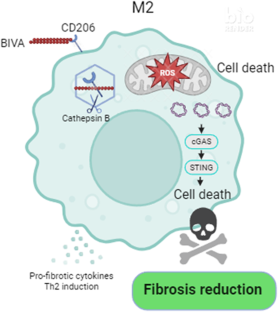 Targeting pro-fibrotic macrophages with bioactive self-assembly peptides to retard kidney fibrosis – know thyself