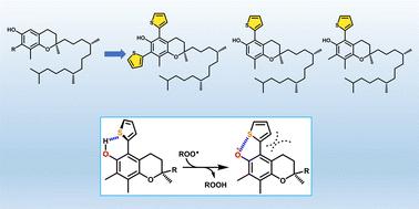 Kinetic study of the reaction of thiophene-tocopherols with peroxyl radicals enlightenings the role of O˙⋯S noncovalent interactions in H-atom transfer†