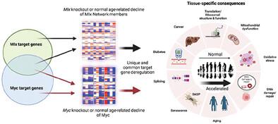 Body-Wide Inactivation of the Myc-Like Mlx Transcription Factor Network Accelerates Aging and Increases the Lifetime Cancer Incidence.