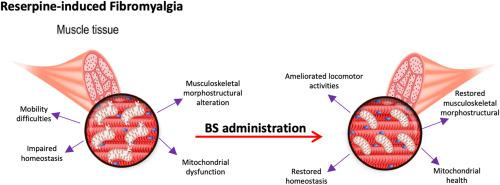 Impaired mitochondrial quality control in fibromyalgia: Mechanisms involved in skeletal muscle alteration