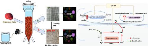 Mechanistic insight into microbial interaction and metabolic pattern of anammox consortia on surface-modified biofilm carrier with extracellular polymeric substances