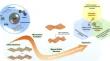 Biofilm Dynamics in Fluoride-Based Wastewater Systems: A Mini-Review on Pseudomonas spp. and Bacillus spp. Biofilms in Semiconductor Manufacturing WWTP