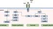 The impact of BDNF and CD4 + T cell crosstalk on depression.