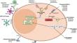 Novel Approaches to Managing Patients with Relapsed and Refractory Waldenström Macroglobulinemia.