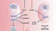 miRNAs that regulate apoptosis in breast cancer and cervical cancer.