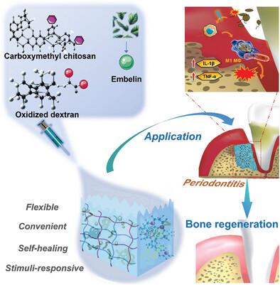 A Microenvironment-Responsive, Controlled Release Hydrogel Delivering Embelin to Promote Bone Repair of Periodontitis via Anti-Infection and Osteo-Immune Modulation.