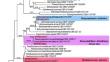 Characterization of Botryosphaeriaceae species associated with dieback and canker of Tamarix and Haloxylon species in Iran