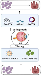 Mechanistic and therapeutic perspectives of non-coding RNA-modulated apoptotic signaling in diabetic retinopathy.