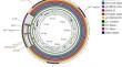 First report of Shigella sonnei carrying a bla<sub>CTX-M-15</sub> sexually transmitted among men who have sex with men.