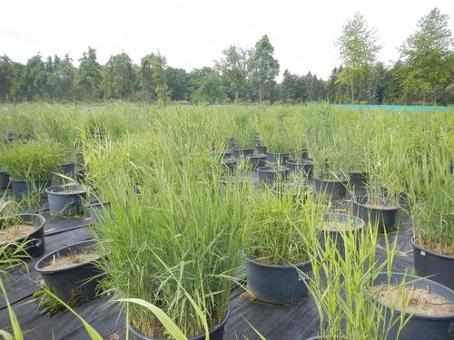 Climate and genome size shape the intraspecific variation in ecological adaptive strategies of a cosmopolitan grass species