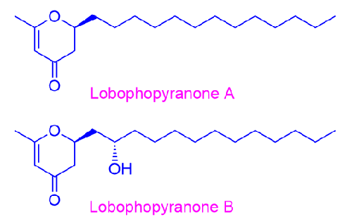 Asymmetric Total Synthesis of Lobophopyranone A and B