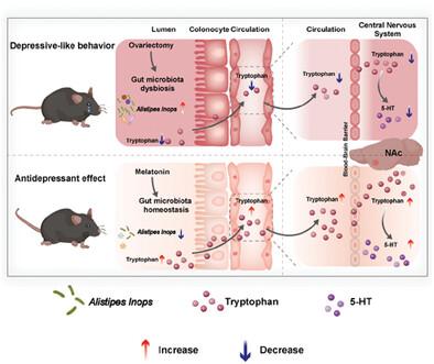 Melatonin Ameliorates Depressive-Like Behaviors in Ovariectomized Mice by Improving Tryptophan Metabolism via Inhibition of Gut Microbe Alistipes Inops.