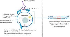 Role of Neurotransmitters in Steady State Hematopoiesis, Aging, and Leukemia.