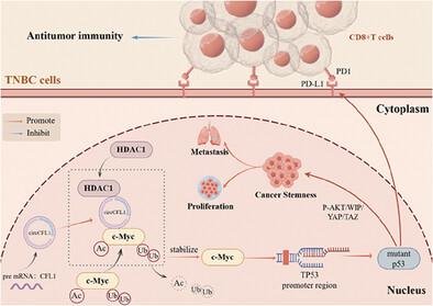 CircCFL1 Promotes TNBC Stemness and Immunoescape via Deacetylation-Mediated c-Myc Deubiquitylation to Facilitate Mutant TP53 Transcription.