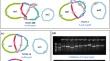 Graph-based mitochondrial genomes of three foundation species in the Saccharum genus.