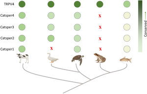 Sperm-Specific CatSper is Not Conserved in All Vertebrates and May Not be the Only Progesterone-Responsive Ion Channel Present in Sperm.