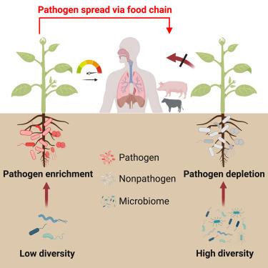 High microbiome diversity constricts the prevalence of human and animal pathogens in the plant rhizosphere worldwide