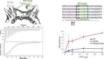 Structural Basis for the Interaction Between Yeast Chromatin Assembly Factor 1 and Proliferating Cell Nuclear Antigen