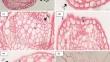 Histological analysis of petiole structure in Euphorbiaceae species for taxonomic classification