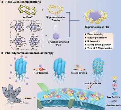 A General Strategy for Enhanced Photodynamic Antimicrobial Therapy with Perylenequinonoid Photosensitizers Using a Macrocyclic Supramolecular Carrier.