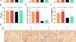 Angelica sinensis polysaccharides promote extramedullary stress erythropoiesis via ameliorating splenic glycolysis and EPO/STAT5 signaling-regulated macrophages.