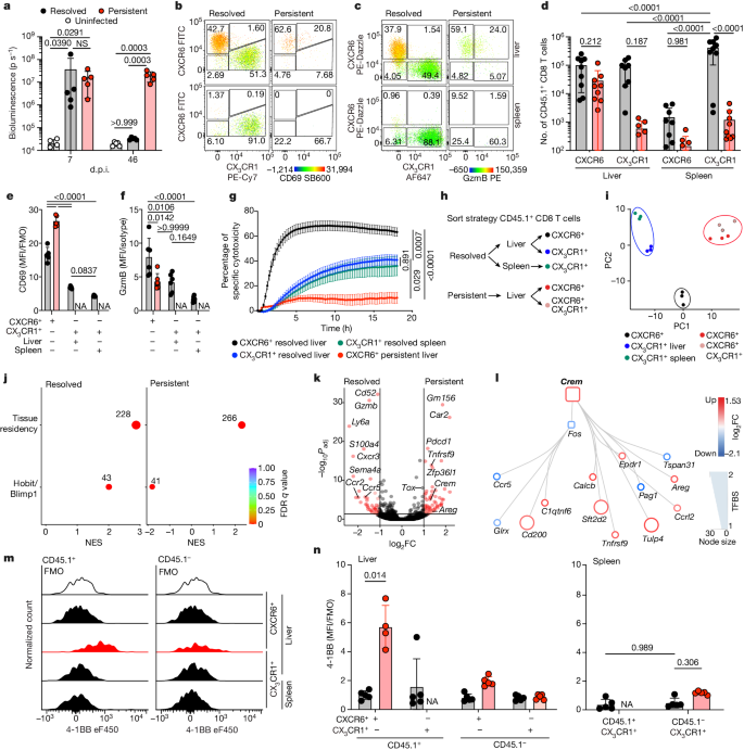 A liver immune rheostat regulates CD8 T cell immunity in chronic HBV infection