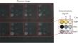 Binding Assays of Drug and Biological Molecule for Screening Drug Repositioning Candidates as Therapeutic Option against Emerging Infectious Diseases