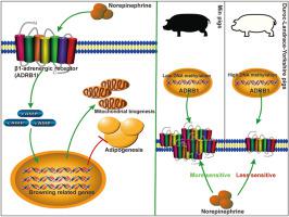 Differential expression of ADRB1 causes different responses to norepinephrine in adipocytes of Duroc-Landrace-Yorkshire pigs and min pigs