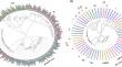 Understanding the role of P-type ATPases in regulating pollen fertility and development in pigeonpea.