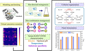 Protein rational design and modification of erythrose reductase for the improvement of erythritol production in Yarrowia lipolytica.