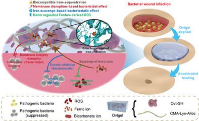 Construction of Iron-Scavenging Hydrogel via Thiol-Ene Click Chemistry for Antibiotic-Free Treatment of Bacterial Wound Infection.