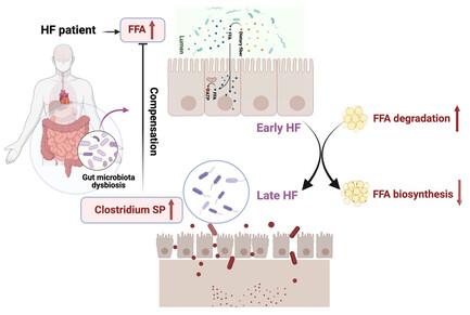 Gut Microbiota Regulate Saturated Free Fatty Acid Metabolism in Heart Failure