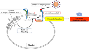 SARS-CoV-2 spike protein potentiates platelet aggregation via upregulating integrin αIIbβ3 outside-in signaling pathway.