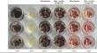 Osmotic priming-induced cryotolerance uncovers rejuvenation of grapevine cell cultures: morphogenetic changes and gene expression pattern highlighting enhanced embryogenic potential.