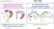 Disentangling the Hippocampal Projectome.