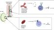 Immunity in digestive diseases: new drugs for inflammatory bowel disease treatment-insights from Phase II and III trials.