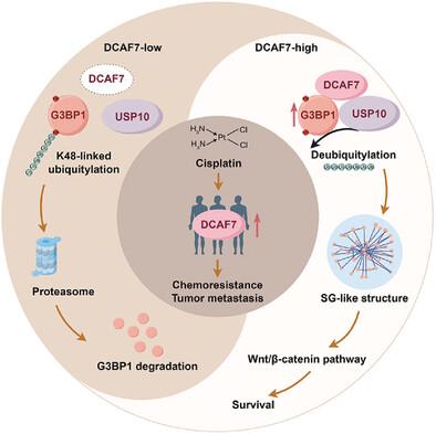 DCAF7 Acts as A Scaffold to Recruit USP10 for G3BP1 Deubiquitylation and Facilitates Chemoresistance and Metastasis in Nasopharyngeal Carcinoma