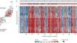 Pathophysiological role of Na-Cl cotransporter in kidneys, blood pressure, and metabolism.