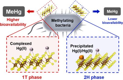 Crystalline Phase Regulates Microbial Methylation Potential of Mercury Bound to MoS<sub>2</sub> Nanosheets: Implications for Safe Design of Mercury Removal Materials.