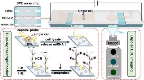 Ultrasensitive Electrochemiluminescence Imaging Detection of Multiple miRNAs in Single Cells with a Closed Bipolar Electrode Array Chip.