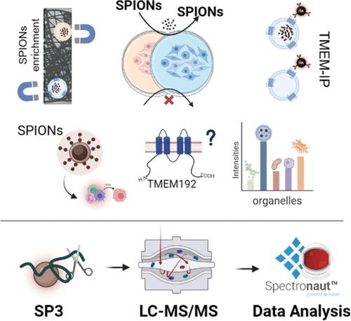 Two-Step Enrichment Facilitates Background Reduction for Proteomic Analysis of Lysosomes.