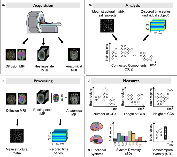 Differences in spatiotemporal brain network dynamics of Montessori and traditionally schooled students.