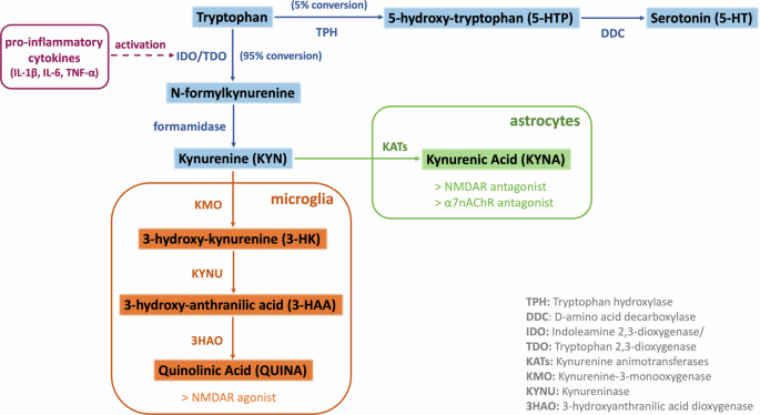 Elevated serum kynurenic acid in individuals with first-episode psychosis and insufficient response to antipsychotics.