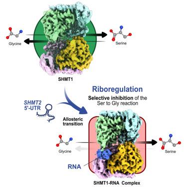 Structure-based mechanism of riboregulation of the metabolic enzyme SHMT1