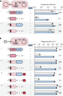 Phage anti-CRISPR control by an RNA- and DNA-binding helix–turn–helix protein