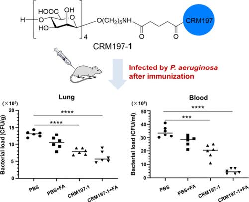 A Semisynthetic Oligomannuronic Acid-Based Glycoconjugate Vaccine against Pseudomonas aeruginosa