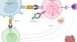 Elucidating CTLA-4's role in tumor immunity: a comprehensive overview of targeted antibody therapies and clinical developments.